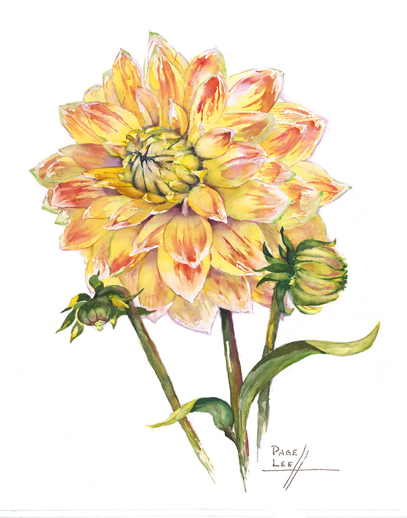 Peaches & Cream Dahlia - Page Lee Hufty by Tiger Flower Studio Additional Image -