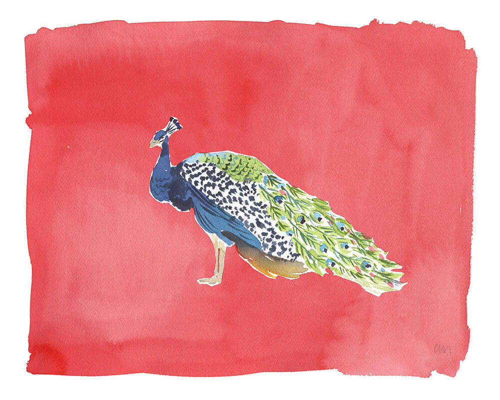 Peacock Walking - Caitlin McGauley by Tiger Flower Studio Additional Image -