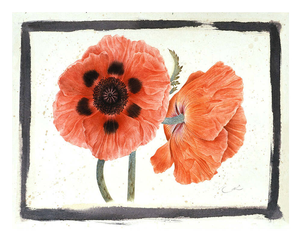 Red Poppies - Gertrude Hamilton by Tiger Flower Studio Additional Image -