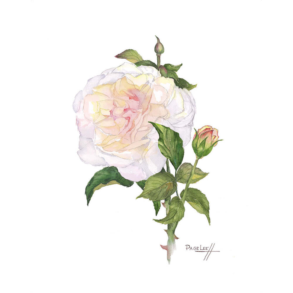 White Rose - Page Lee Hufty by Tiger Flower Studio Additional Image -