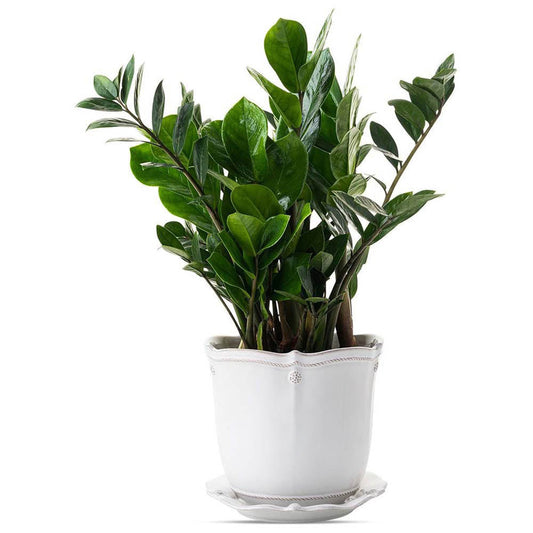 Berry & Thread Whitewash 7" Planter & Saucer by Juliska Additional Image-1