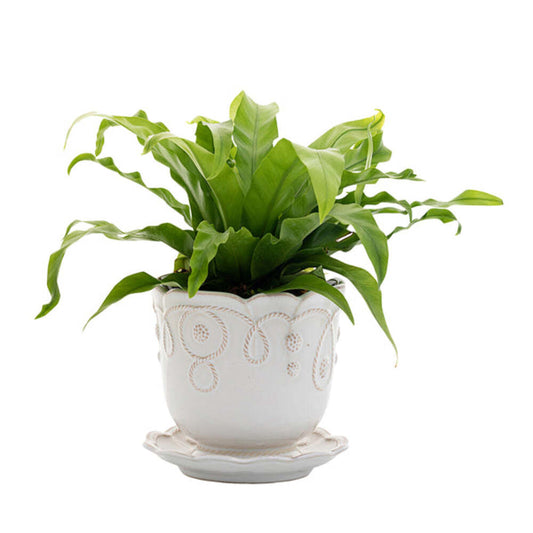 Jardins du Monde 5" Planter - Whitewash by Juliska Additional Image-1