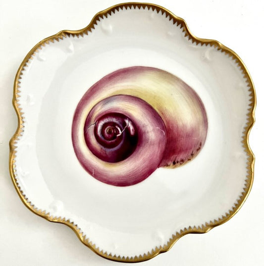 801 - Seashell Plate by Anna Weatherley