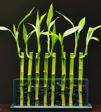 Timeless Vase - Vertical (Small) by White Stable Farms