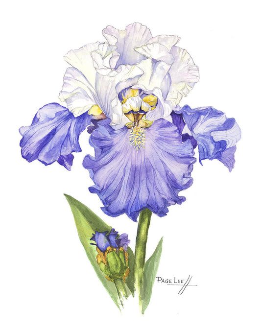 Blue and White Sultan Iris - Page Lee Hufty by Tiger Flower Studio Additional Image -