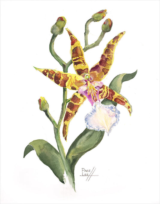 Odontoglossum Orchid - Page Lee Hufty by Tiger Flower Studio Additional Image -