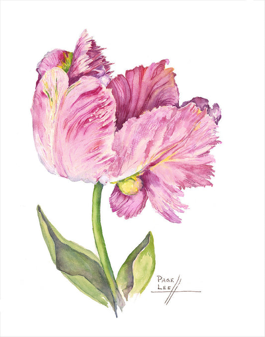 Pink Parrot Tulip - Page Lee Hufty by Tiger Flower Studio Additional Image -