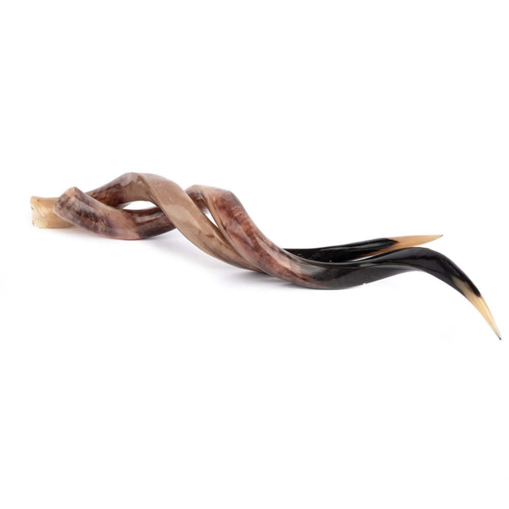 Polished Kudu Horn on Stand by Ngala Trading Company Additional Image - 3