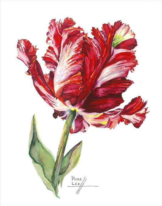 Red Estella Tulip - Page Lee Hufty by Tiger Flower Studio Additional Image -