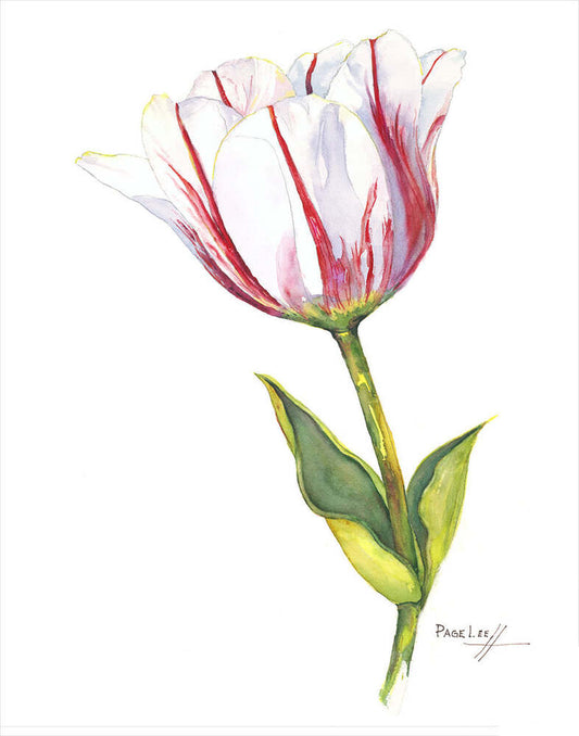 Sorbet Tulip - Page Lee Hufty by Tiger Flower Studio Additional Image -
