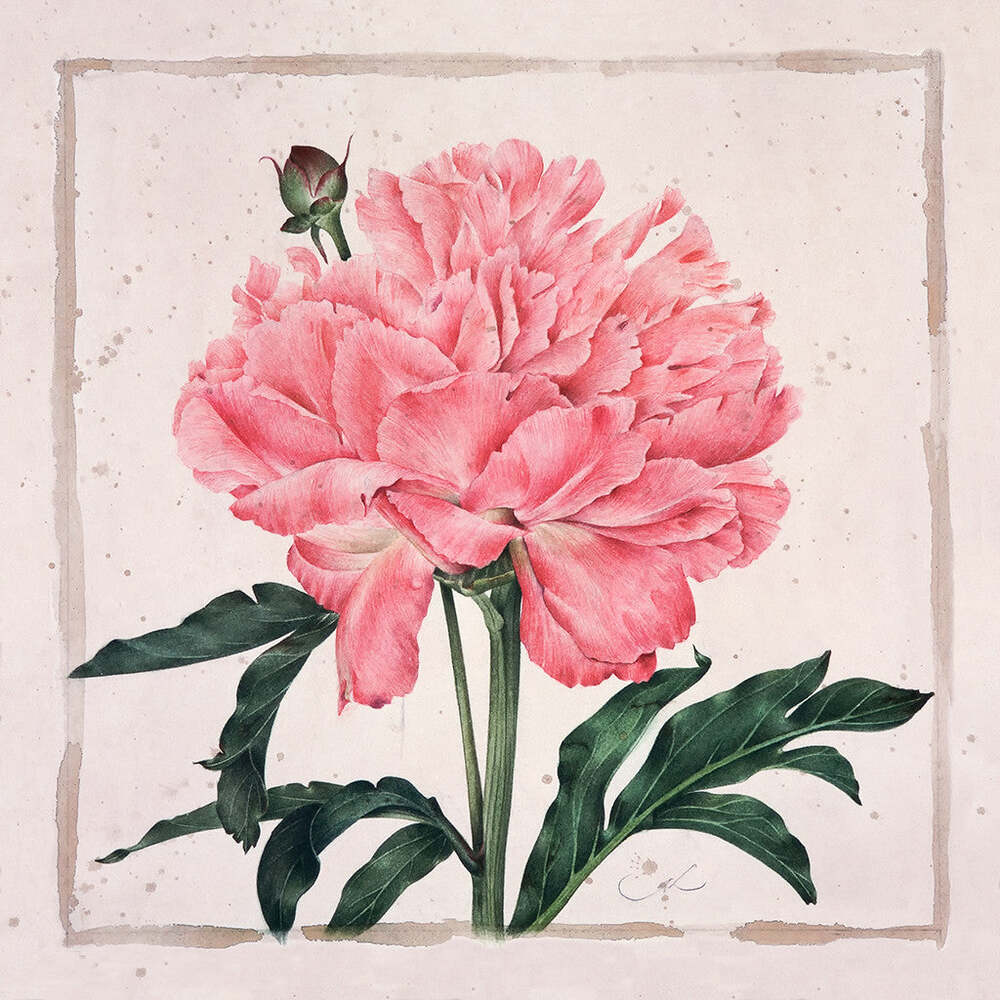 The Pink Peony - Gertrude Hamilton by Tiger Flower Studio Additional Image -