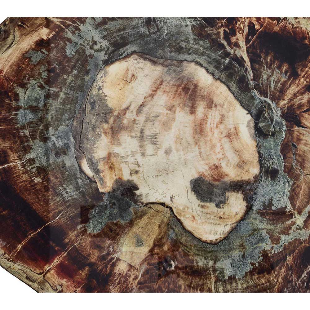 Fossil Drink Coasters in Multi, Set of 4 in a Gift Box by Kim Seybert Additional Image - 2