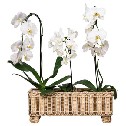 Provence Rattan Rectangular Planter - Whitewash by Juliska Additional Image-1